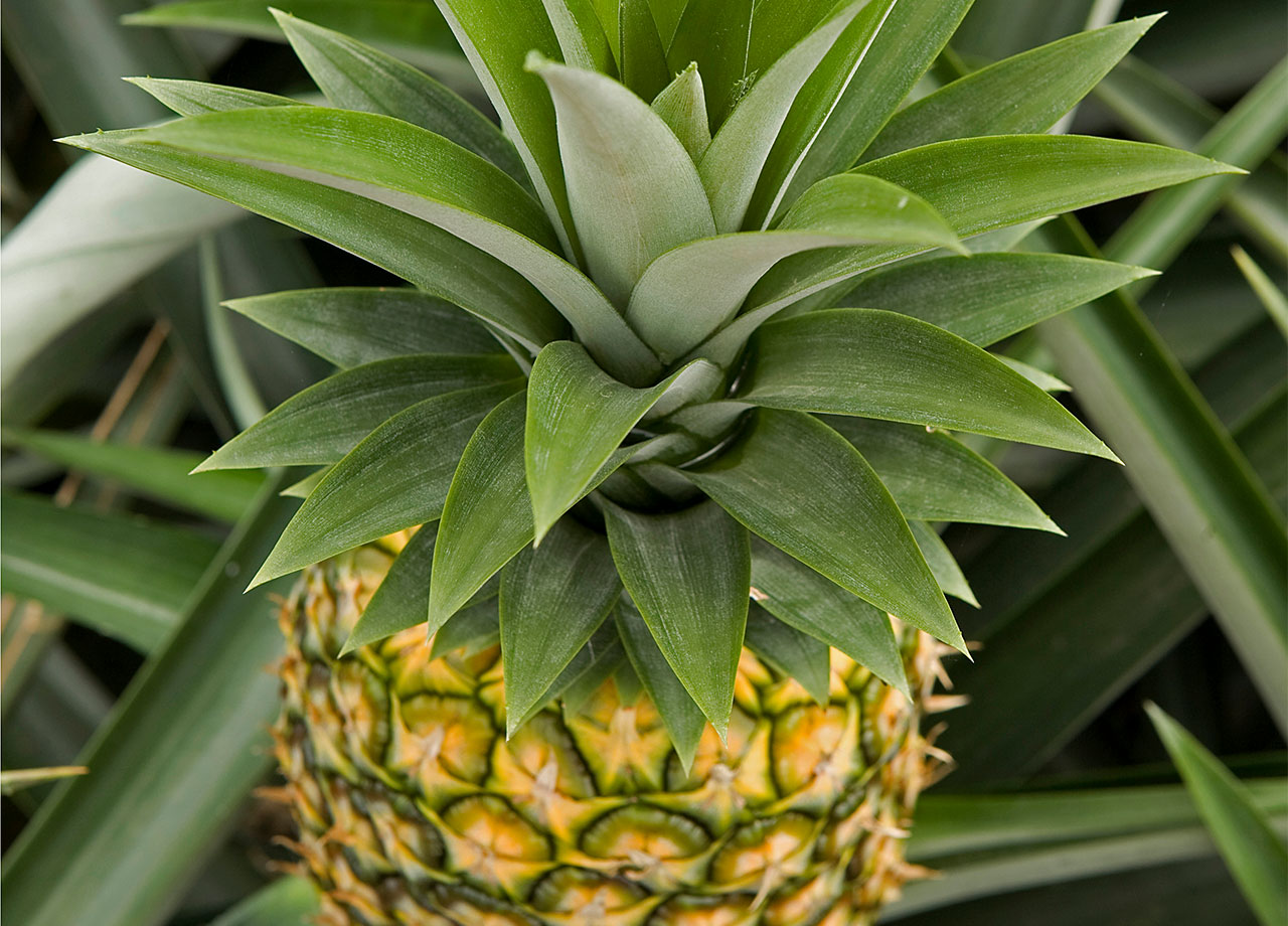 pineapple
